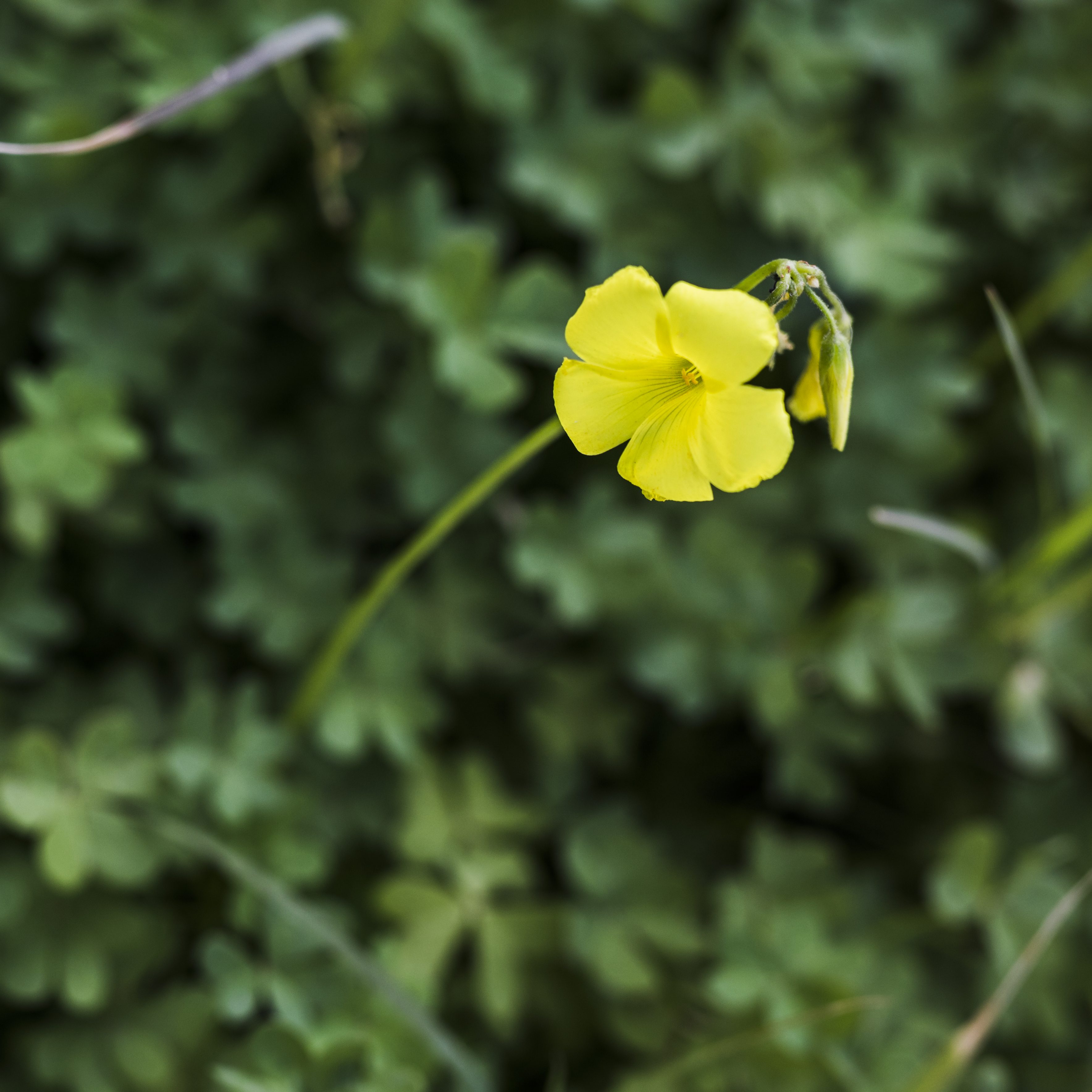 kotvicnik-zemni-tribulus-no-stress